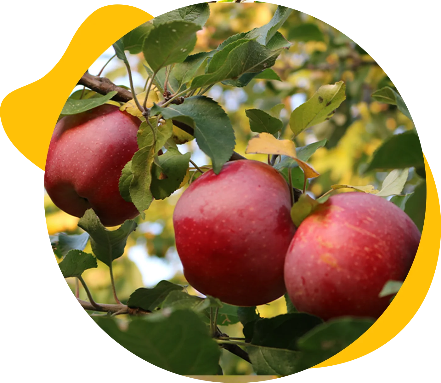 Fresh red apples from Smith Orchard
