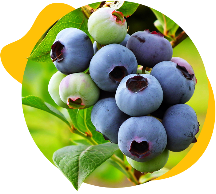 Fresh blueberries from Smith Orchard